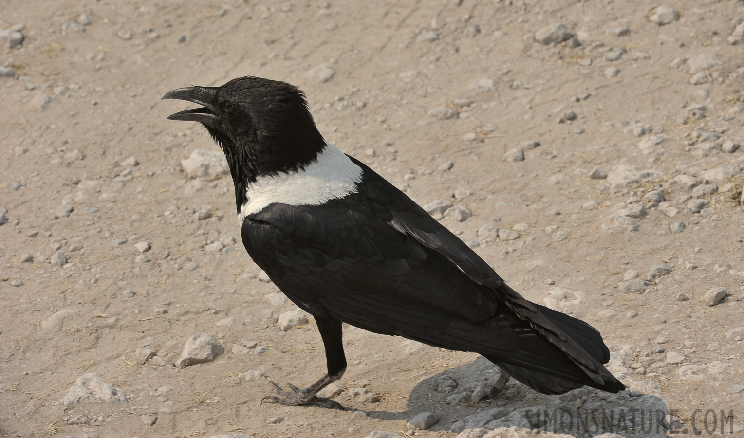 Corvus albus [270 mm, 1/800 sec at f / 11, ISO 400]